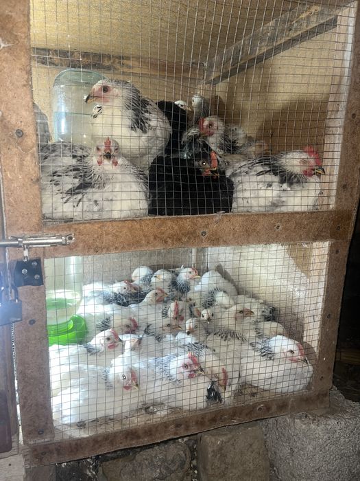 Аддлер шөжелере бар