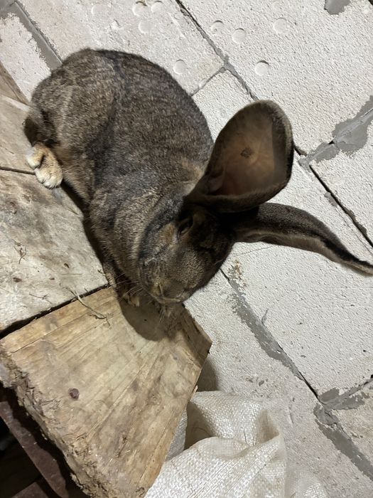 Vand iepuroaica urias german