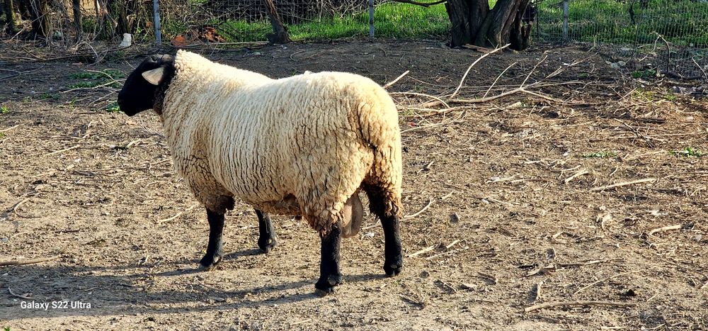 De vânzare berbec rasa SUFFOLK