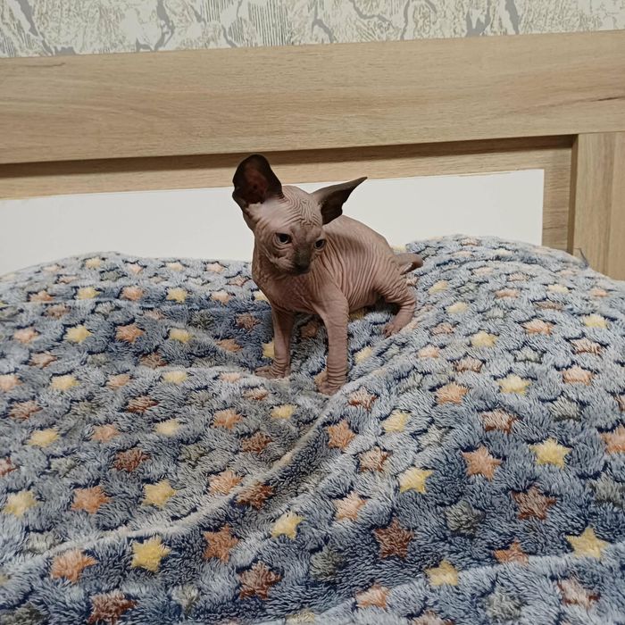 Котенца канадски сфинкс и елф