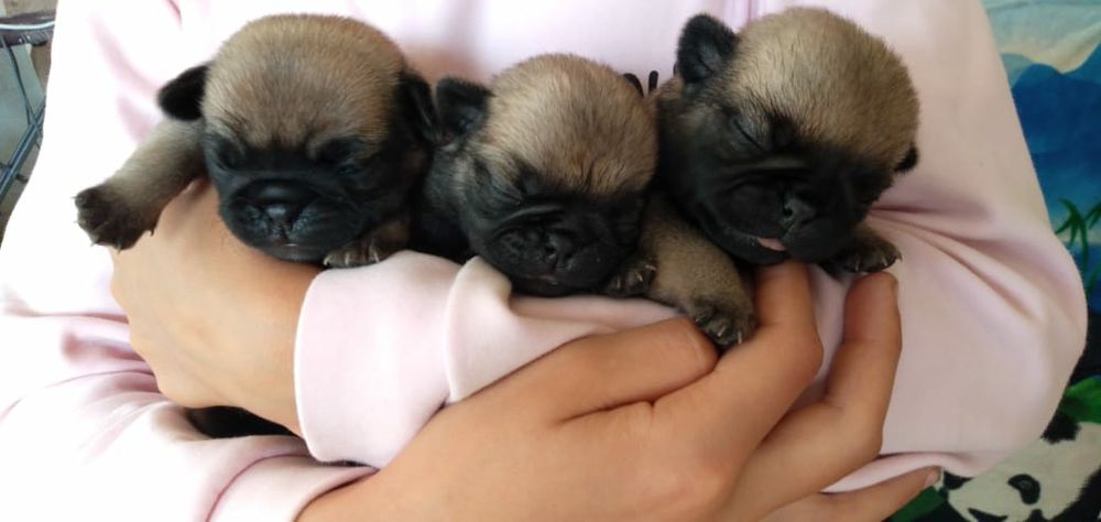 Продам щенков мопса, рассрочка каспи