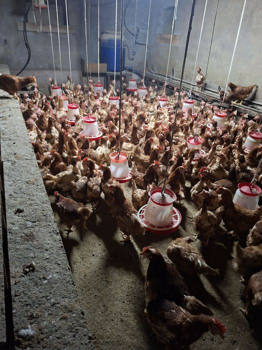 Gaini ouătoare  11 luni