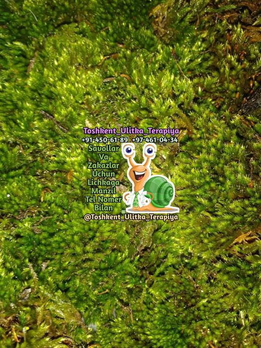 Mox, Ulitka unga kerakli ozuqalar Kalse smes, torf, mox, sepya.