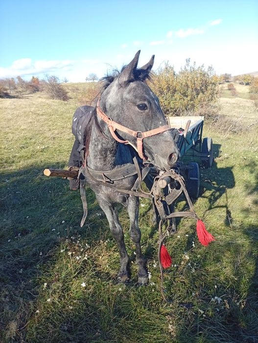 Vând un manz de doi ani ,l am prins la căruță de doua ori