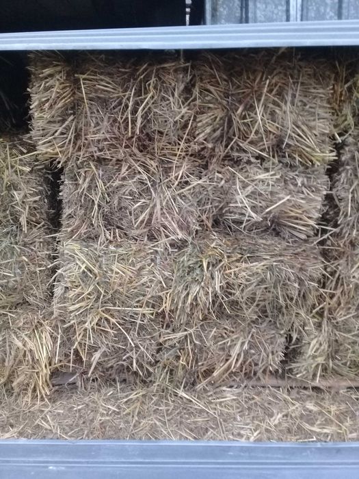 продам сено в тюках  в Кокшетау