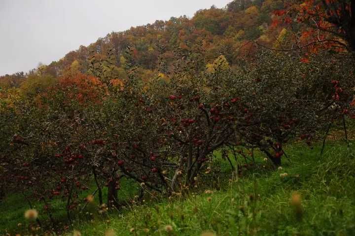 Vând suc de mere bio