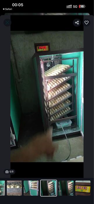 Инкубатор промышленный Балапан