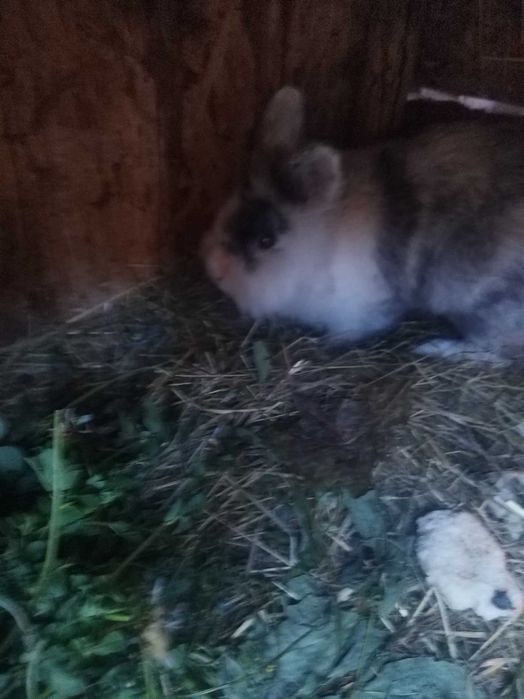 Iepuri cap de leu și pitici,femele mature și masculi tineri