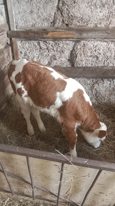 Теленок 1.5 месяца