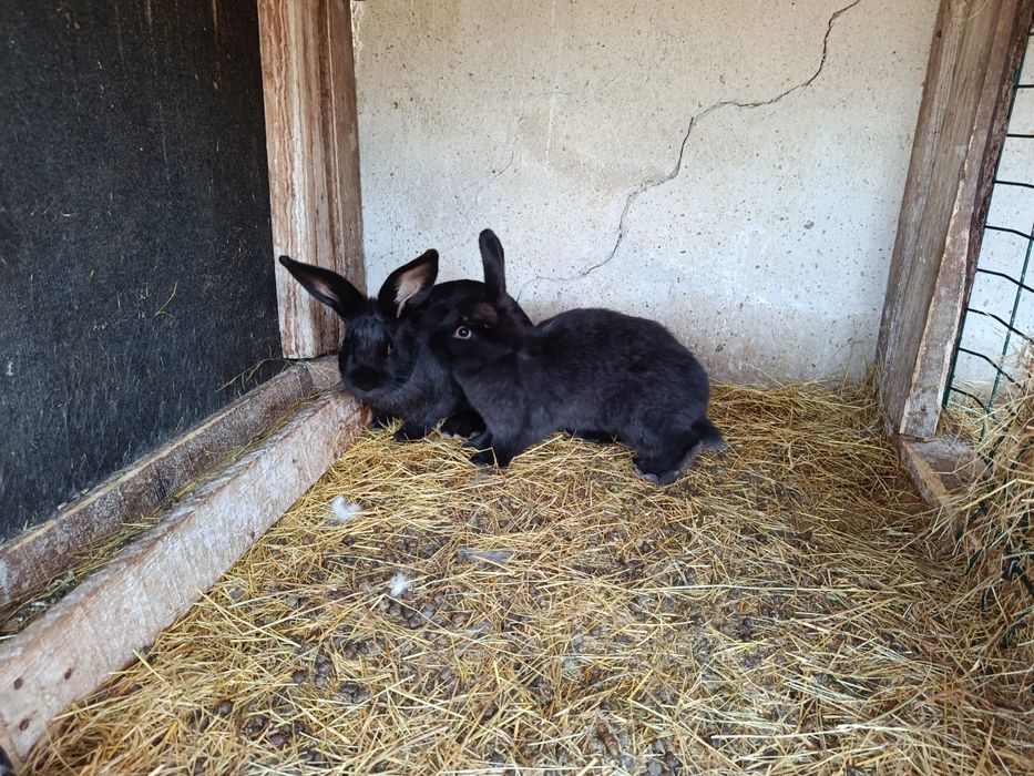 Продавам заици, мъжки и женски