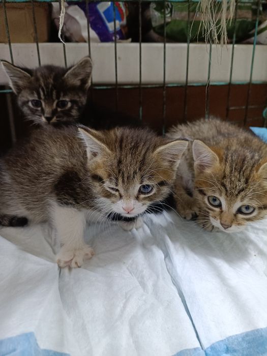 Котята в хорошие руки