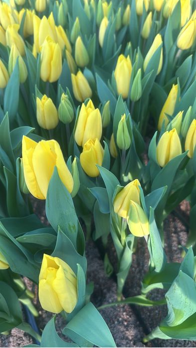 Тюльпаны оптом  доставка