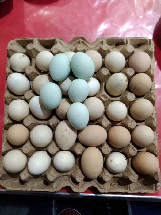 Xonaki tuxum sotiladi