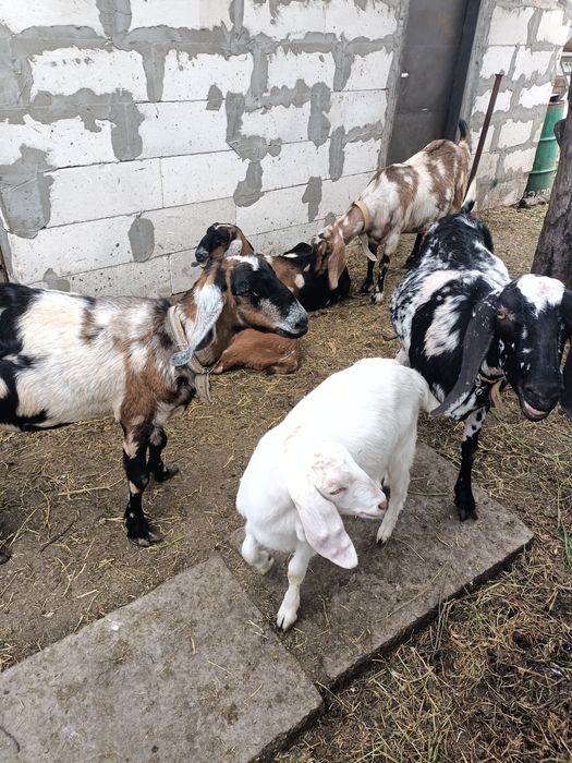 Iezi metis angonubieni de vanzare