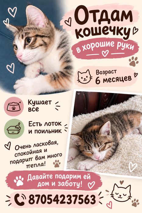 Отдам кошечку в хорошие руки