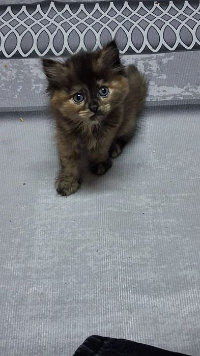 Отдам в хорошие руки котёнка зовут Маркиза. Игривая очень красивая.