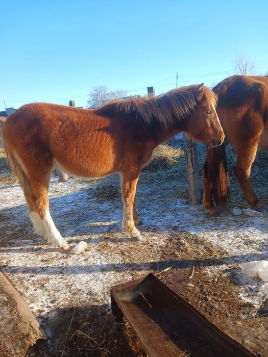 Жабағы ұрғашы сатылады