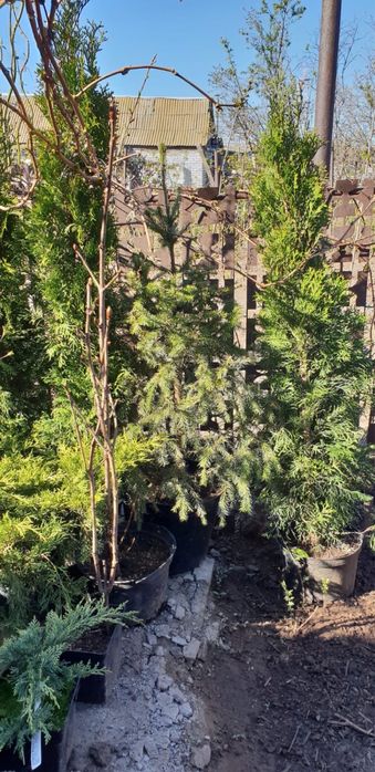 продажа саженцев