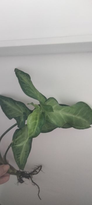 Черенок сингониума