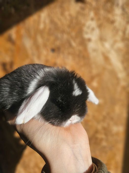 Vând iepurași  Berbec Pitic