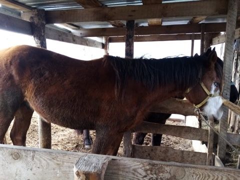 Продам айғыр 5 летка