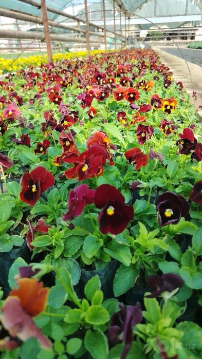 Perecheslena bor Gul flowers  veola  To'lov istalgan usulda viola
