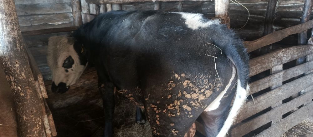 Продается молодняк