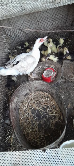 Индоутки продаётся по цене договоримся !