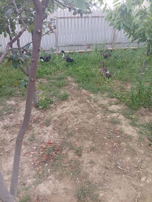 Rațe de vânzare diferite culori crescute la curte