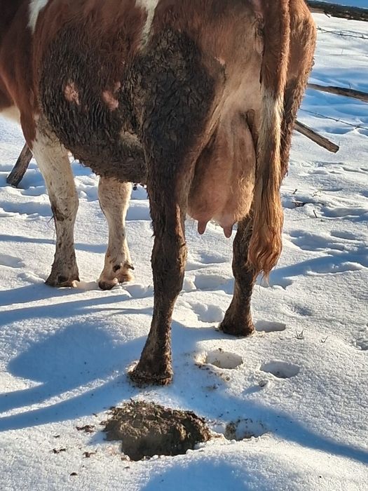 Vând vaca bun de ținut