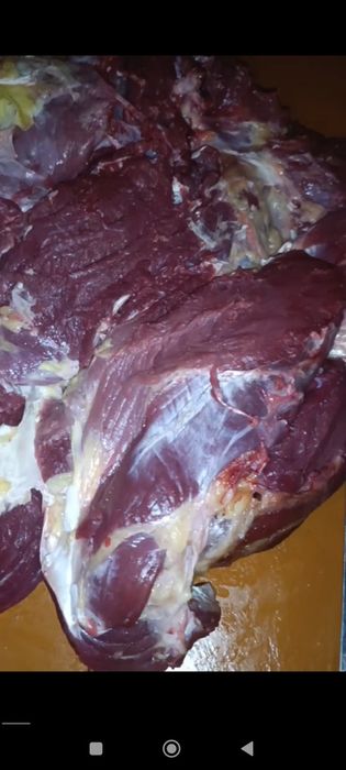 Инкубационный яйцо страуса уругланган туякуш тухуми сотилади