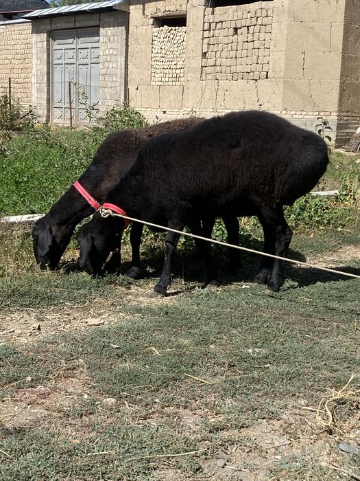 Toza xisori sovluqlar sotiladi