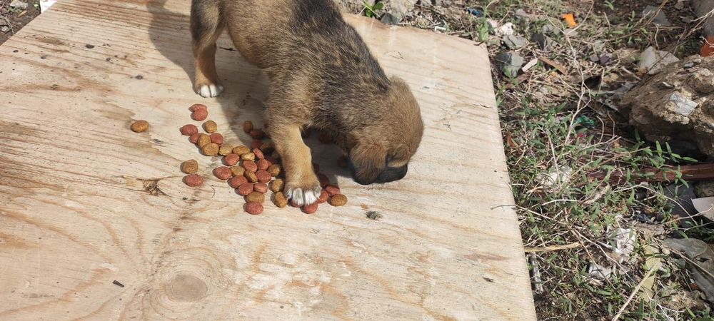 Отдам щенка в хорошие руки