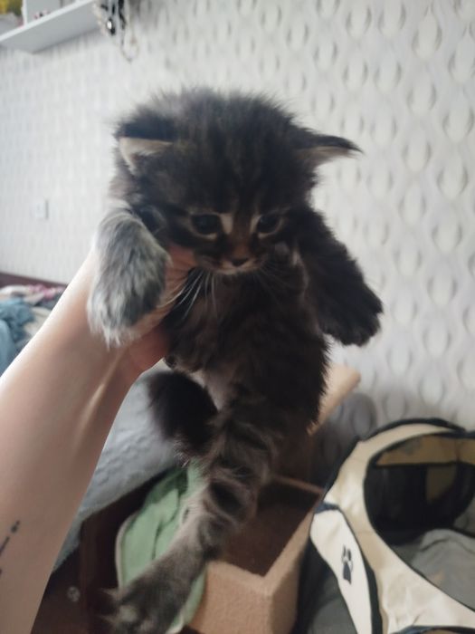 Открыта бронь на котят мейн кун