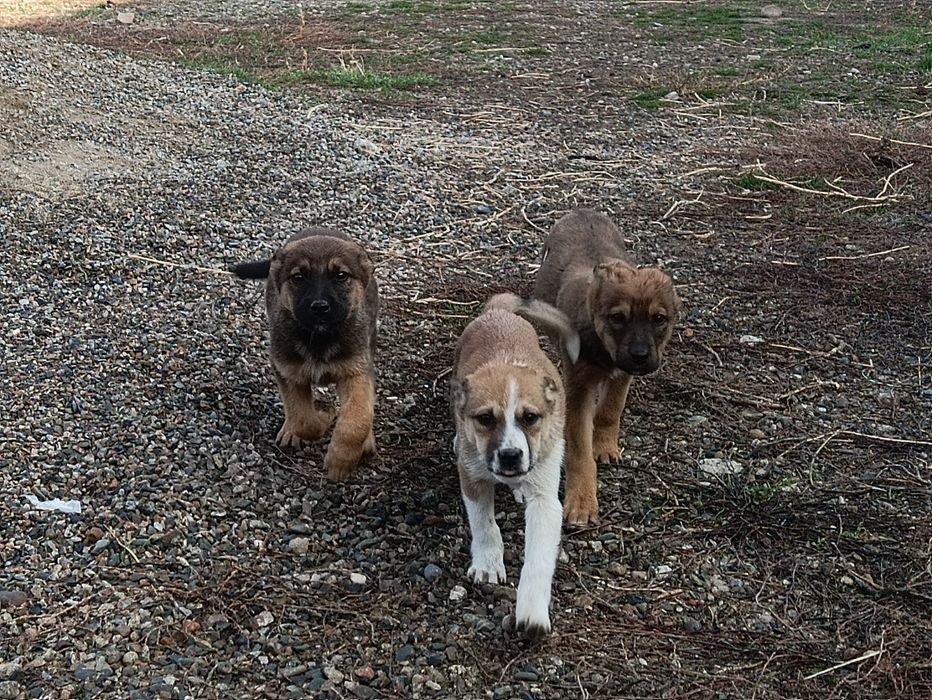 Щенки   (метисы)