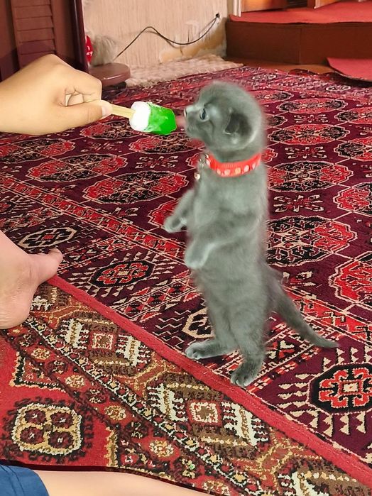 Скоттиш фолд 3 ойлик