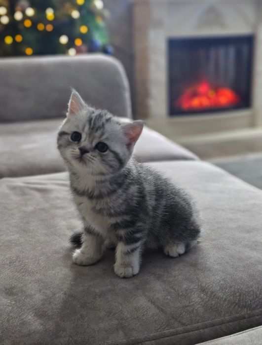 Британские котята