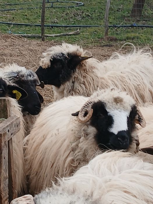 Vind 2 oi tinere cu miel,și 2 noatine breze si un berbec