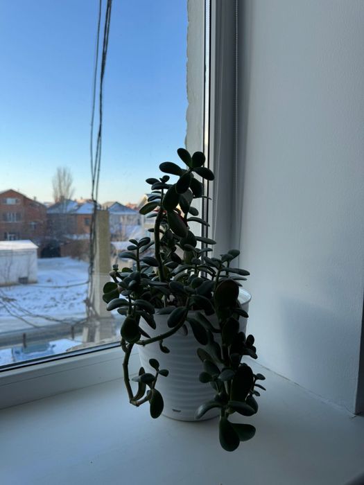 Долларовое дерево