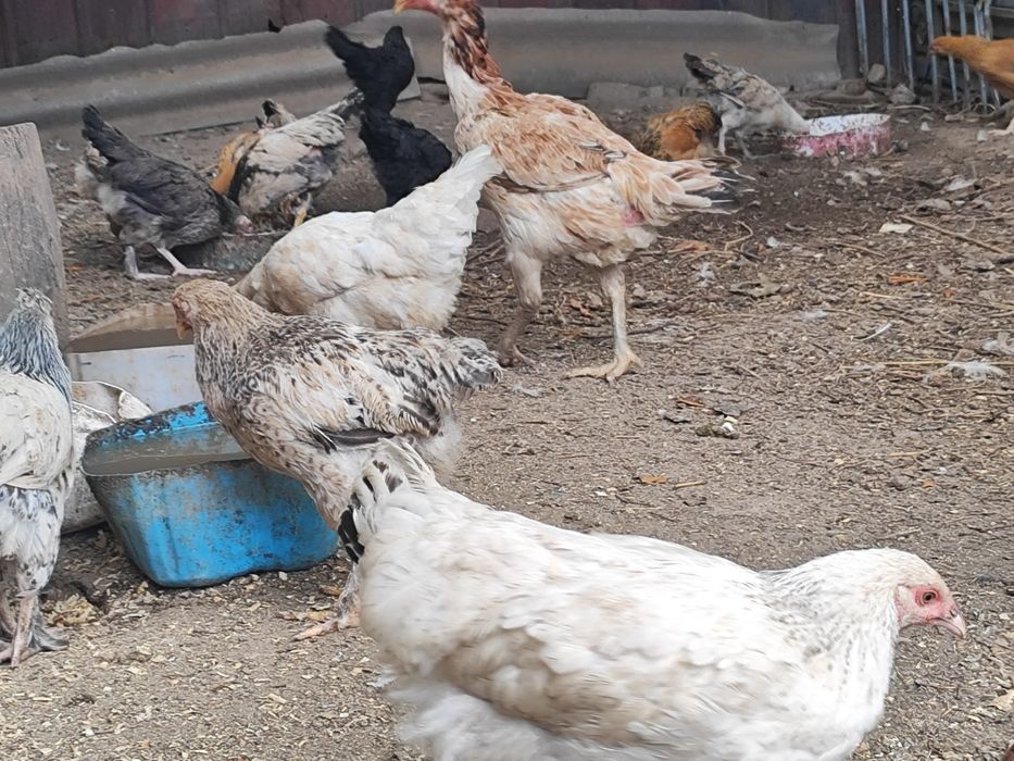 Продам домашних цыплят и курей,
