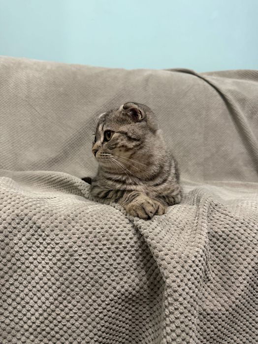 Шотландский вислоухий кот