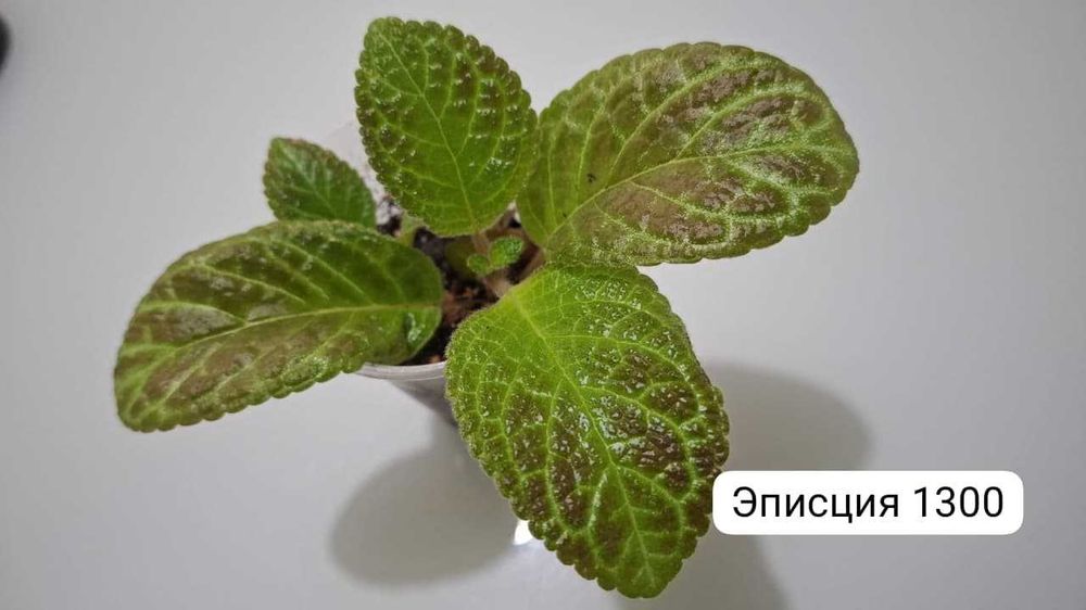 Эписции... продажа