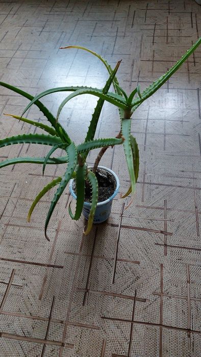 Продам цветы комнатные