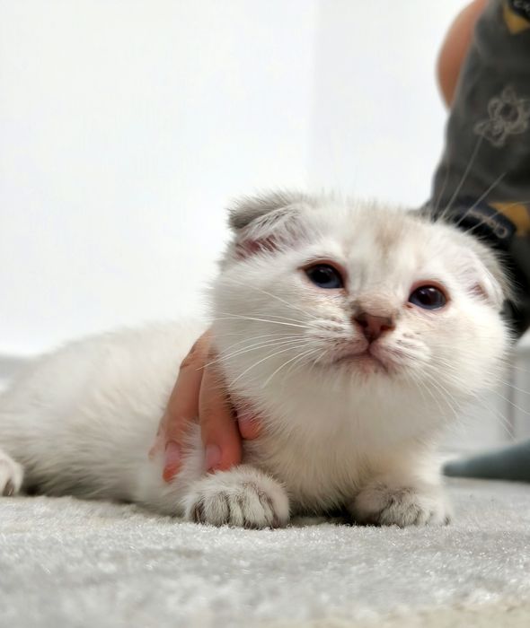 котёнок мальчик вислоухий