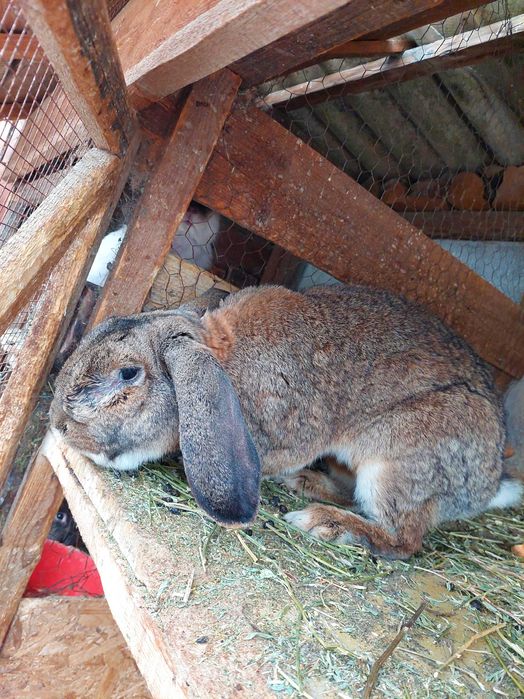 Vând mascul Urias German