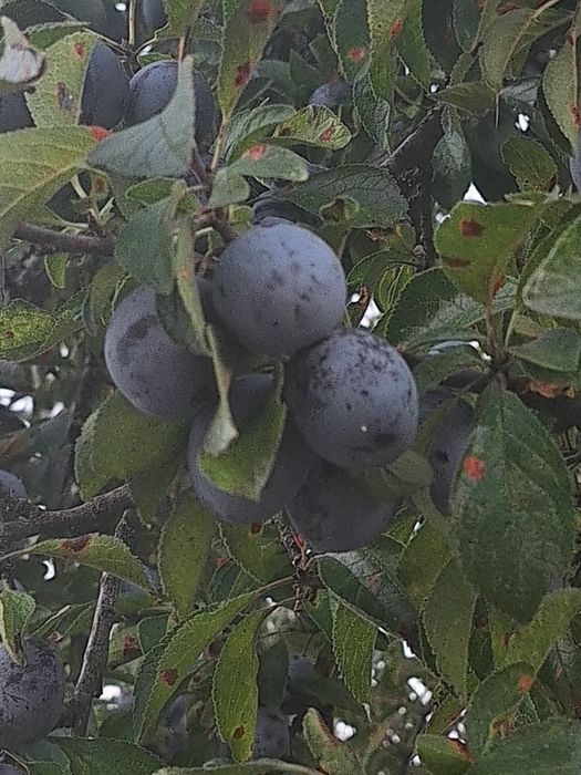 Vand prune negre