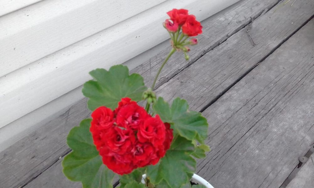 Продаю комнатные цветы