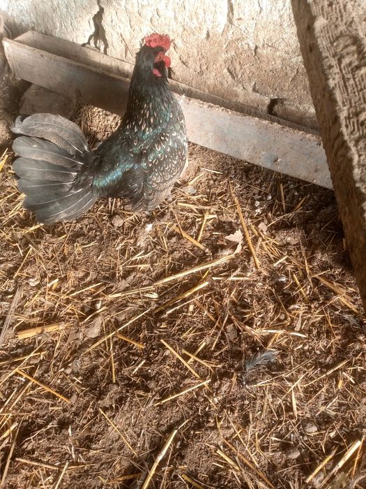 Xoʻrozchalar tezda sotiladi