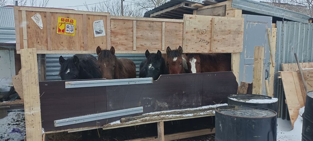 Продам тайлар жемде тұр