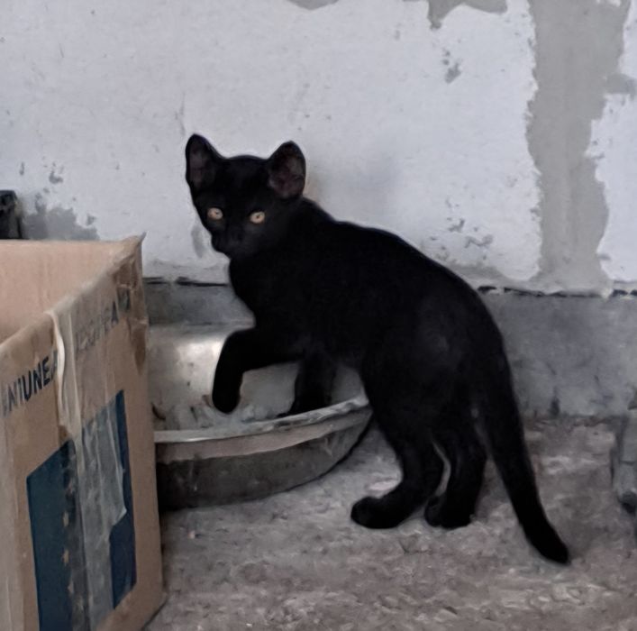 Dau spre adopție pisicuțe